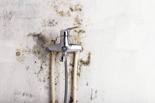 Best Residential Mold Remediation in Oakland Park, FL