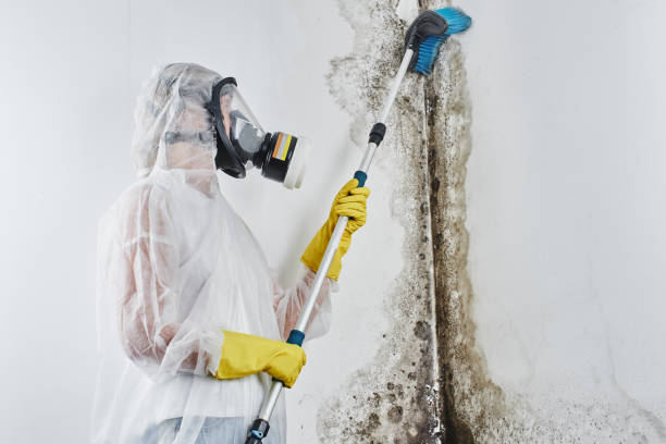 Professional Mold Remediation in Oakland Park, FL