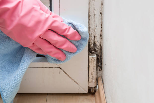 Best Post-Flood Mold Remediation in Oakland Park, FL