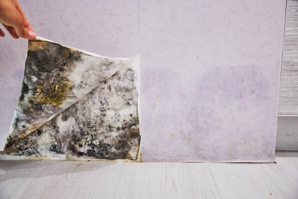 Best Kitchen Mold Remediation in Oakland Park, FL